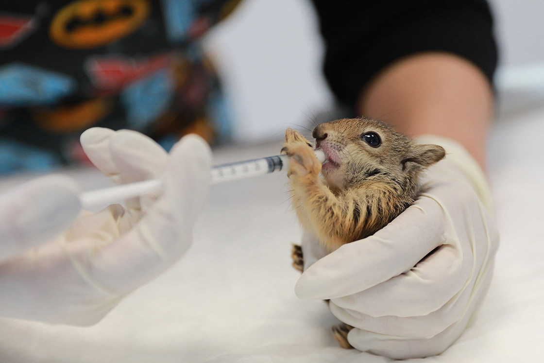 Denizli'de bitkin halde bulunan 4 yavru sincap tedaviye alındı