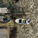 Marmara'da oluşan deniz salyası balık popülasyonunu tehdit ediyor