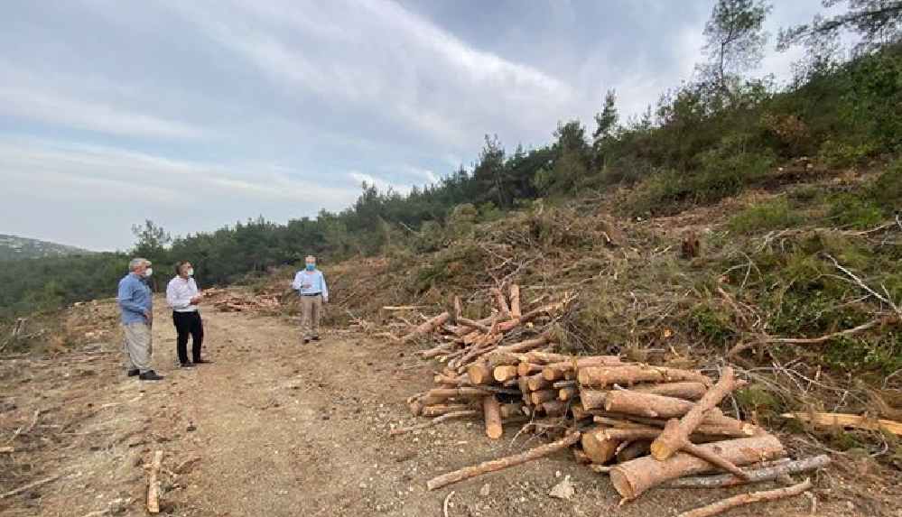 Mersin'de orman katliamı