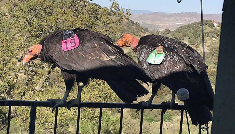 Nesli-tükenme-tehlikesi-altındaki-dev-kuşlar-bir-evi-talan-etti