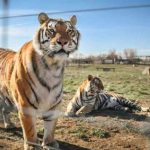 Netflix'in Tiger King dizisinin çekildiği hayvan parkındaki 68 büyük kediye el konuldu