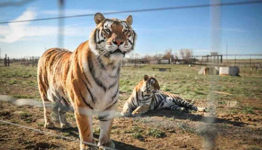 Netflix'in Tiger King dizisinin çekildiği hayvan parkındaki 68 büyük kediye el konuldu