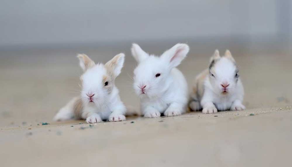 Öğretmenlerin okul bahçesinde beslediği 9 tavşan yavrusu özel öğrencilerin maskotu oldu
