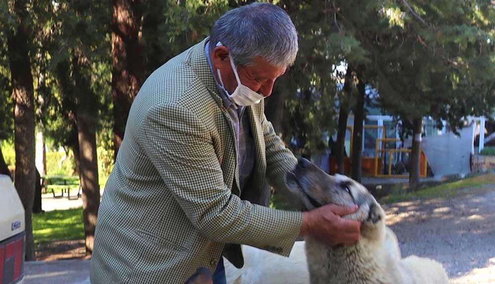 Ölen köpeği 'Fındık'a sevgisini onlarca sokak hayvanını besleyerek yaşatıyor 6 Ölen-köpeği-'Fındık'a-sevgisini-onlarca-sokak-hayvanını-besleyerek-yaşatıyor-1
