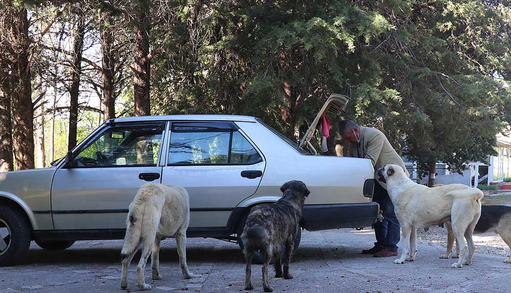 Ölen köpeği 'Fındık'a sevgisini onlarca sokak hayvanını besleyerek yaşatıyor