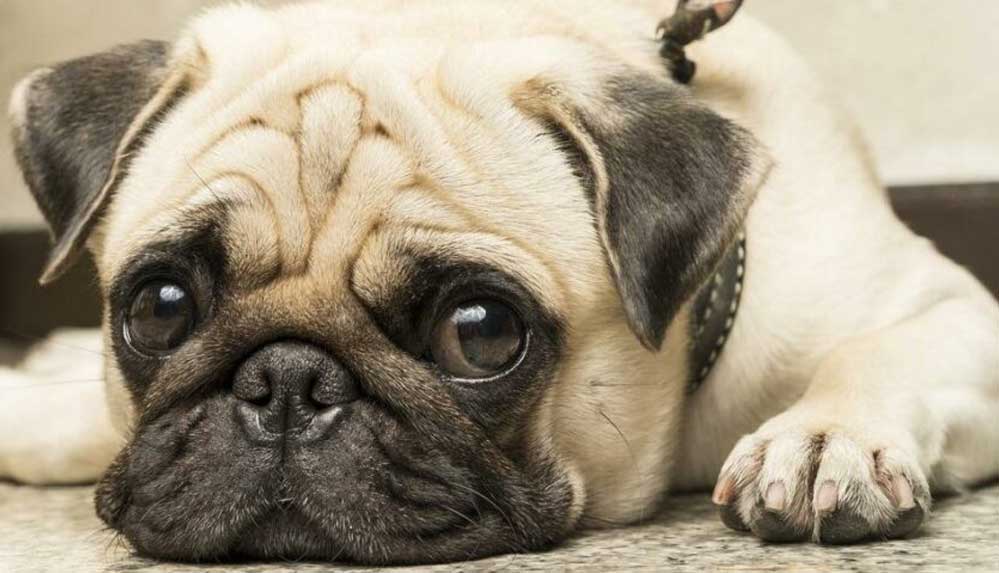Pug-cinsi-köpekler-ile-ilgili-çarpıcı-araştırma--“Bu-ırkları-seviyorsanız,-onları-satın-almamalısınız”