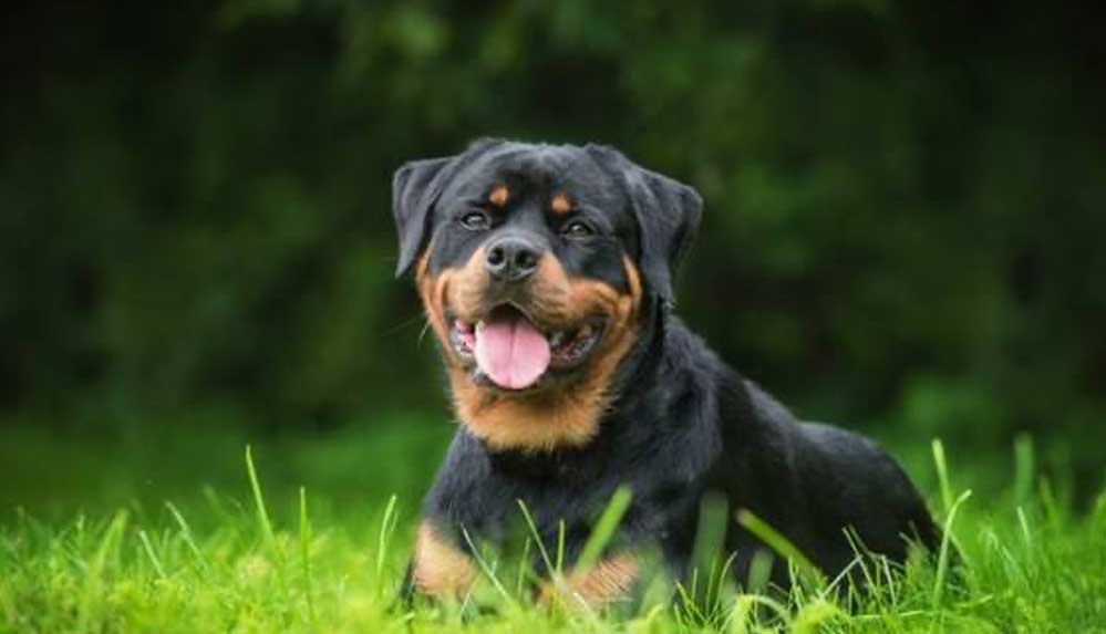 Köpek cinsleri ile ilgili çarpıcı araştırma: “Bu ırkları seviyorsanız, onları satın almamalısınız”