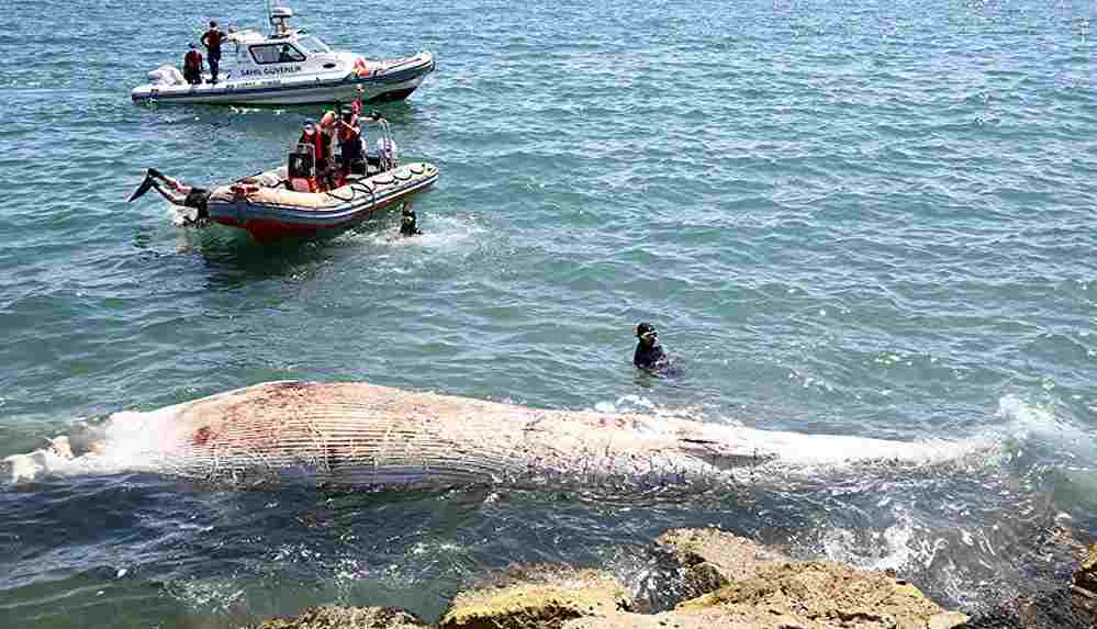 Sahile 8 metrelik oluklu balina vurdu