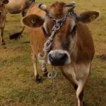 Tarım işletmeleri İngiliz boğası spermi alacak