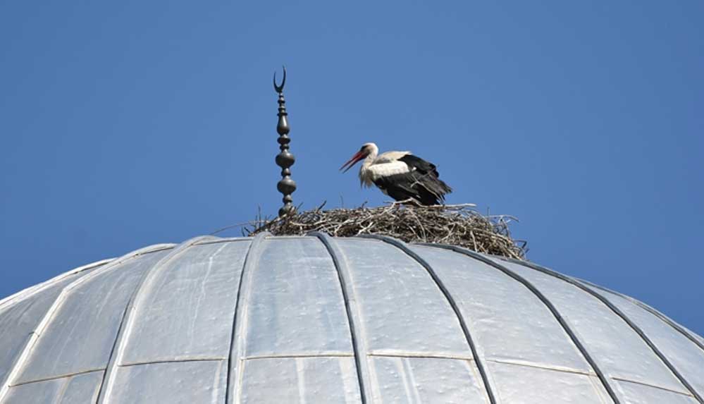 Tokat'ta-27-yıldır-aynı-caminin-kubbesine-yuva-yapan-leylekler-ilçenin-maskotu-oldu
