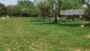 Validebağ Korusu rant ve talana açılıyor_ 500 araçlık otopark