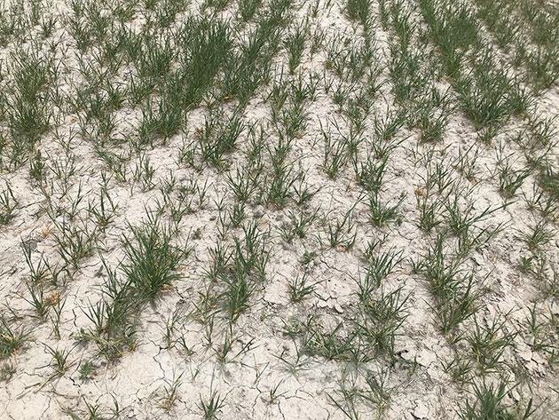 Konya Ovası’nda kuraklık alarmı