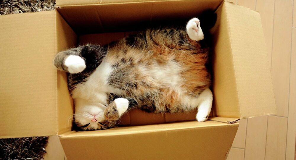 Kedilerin kutu sevgisi bilimsel araştırma konusu oldu: "Hayali kutularda bile oturuyorlar"