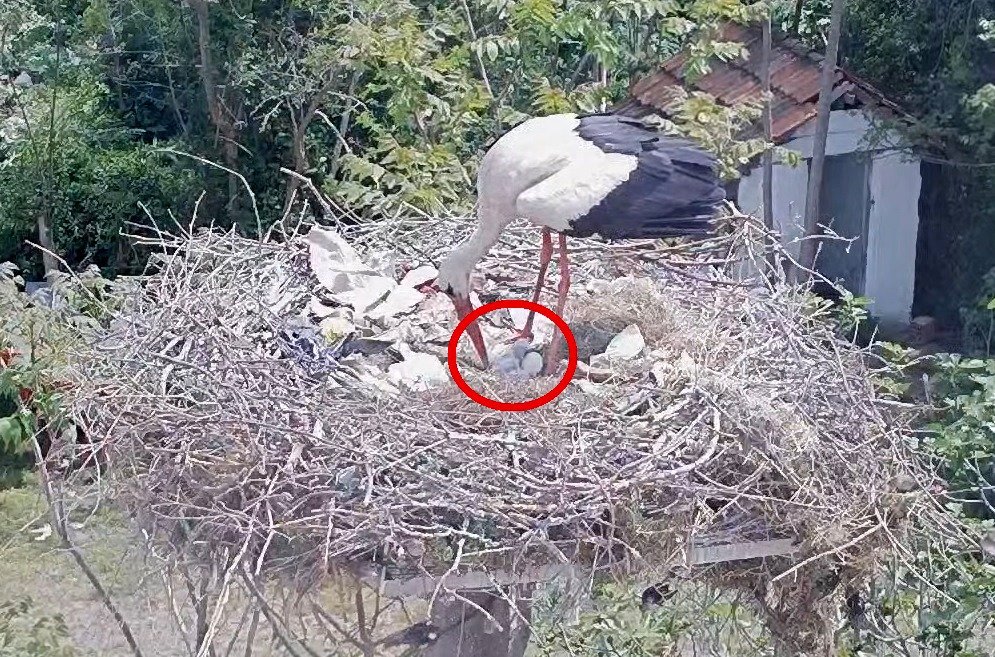 Filme konu olan Yaren leyleğin iki yavrusu oldu