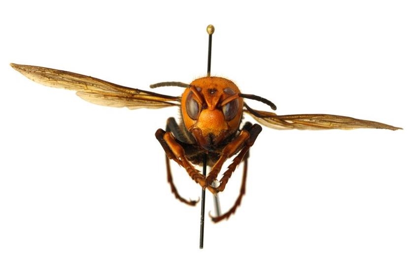 'Katil eşek arısı' ABD'de görüldü