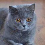 3 ay sonra evinde ölü bulundu Evcil kedileri belden yukarısını yemiş