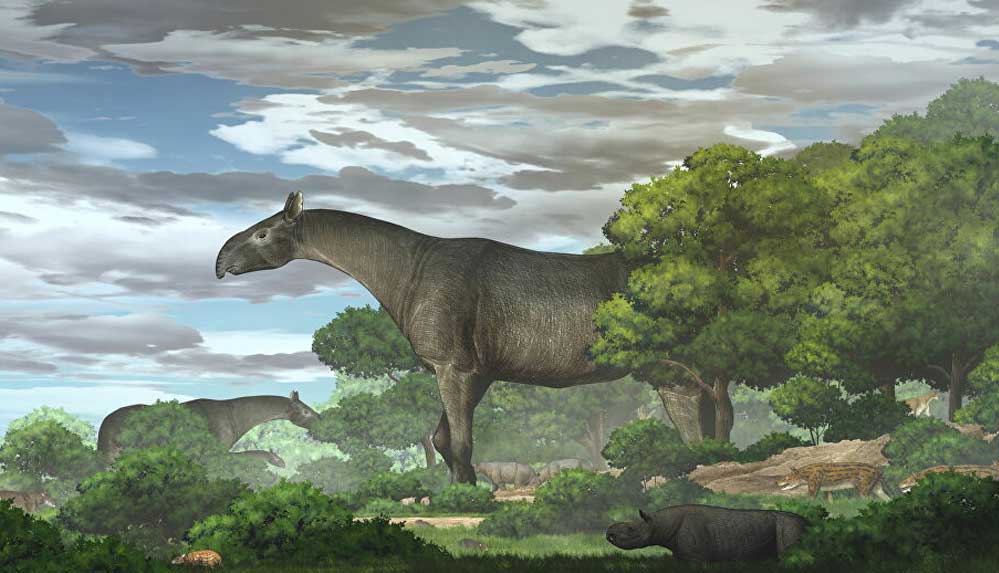 4-fil-ağırlığında-ve-7-metre-uzunluğunda-yeni-bir-gergedan-türü-keşfedildi