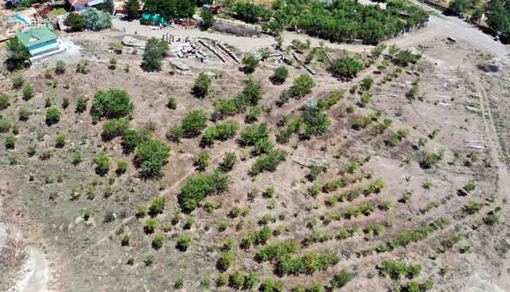 90 yaşındaki Osman Erol, 35 yılda 40 bin fidanı toprakla buluşturdu