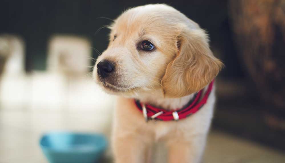 ABD'de 100'den fazla ülkeden köpek ithalatı yasaklandı