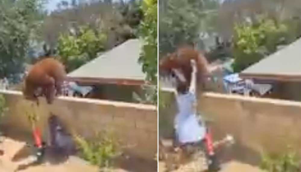 ABD'de bir kadın, yavrularını korumaya çalışan ayıyı bahçe duvarından itti