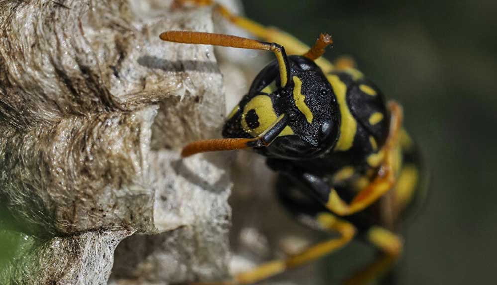 ABD'de-'katil-eşek-arısı'-endişesi