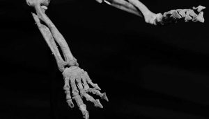 Alaska'da-70-milyon-yıl-önce-dinozorların-yaşadığına-dair-yeni-kanıtlar-bulundu