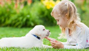 Araştırma: Köpekler doğdukları andan itibaren insanları anlayabiliyor