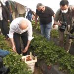 CHP lideri Kılıçdaroğlu Aydın’da çilek hasadına katıldı 7 CHP lideri Kılıçdaroğlu Aydın’da çilek hasadına katıldı