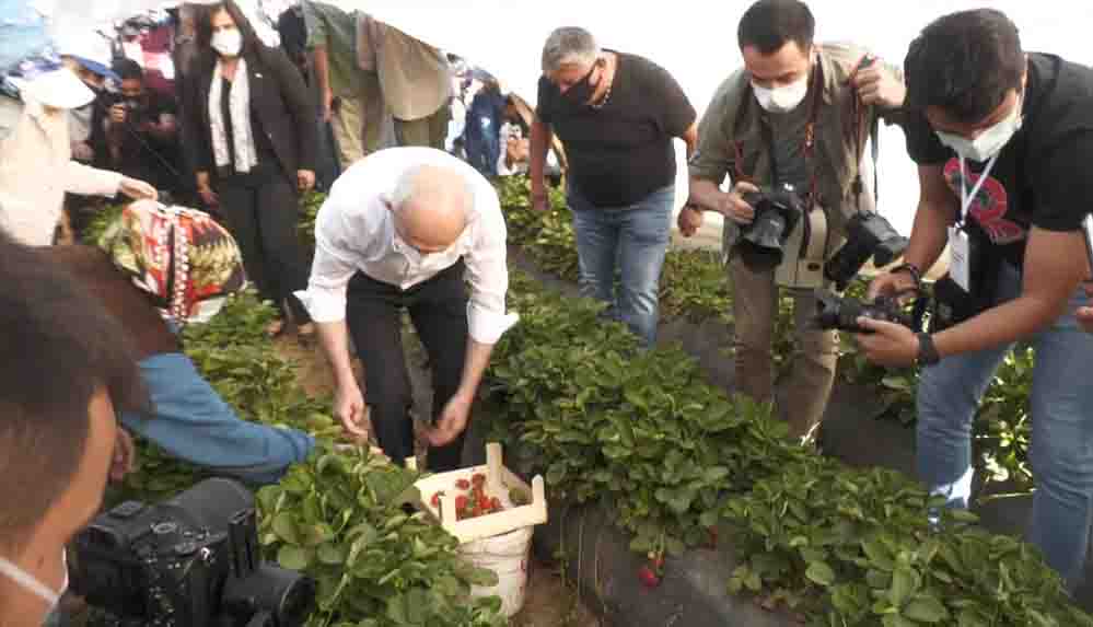 CHP lideri Kılıçdaroğlu Aydın’da çilek hasadına katıldı