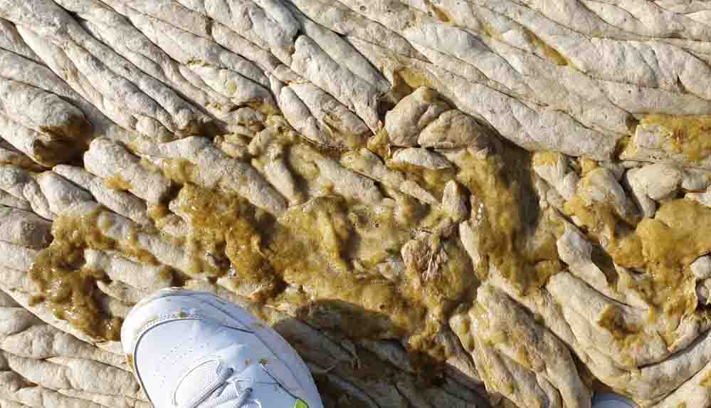 Deniz salyası git gide artıyor Bütün marina betonla kaplı gibiydi