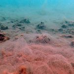 Erdek-ve-Bandırma-körfezlerinin-dibinde-deniz-salyası-tehlikesi