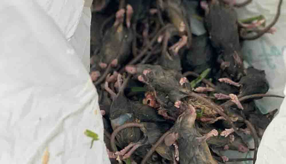 Fare istilası yüzünden cezaevi boşaltıldı