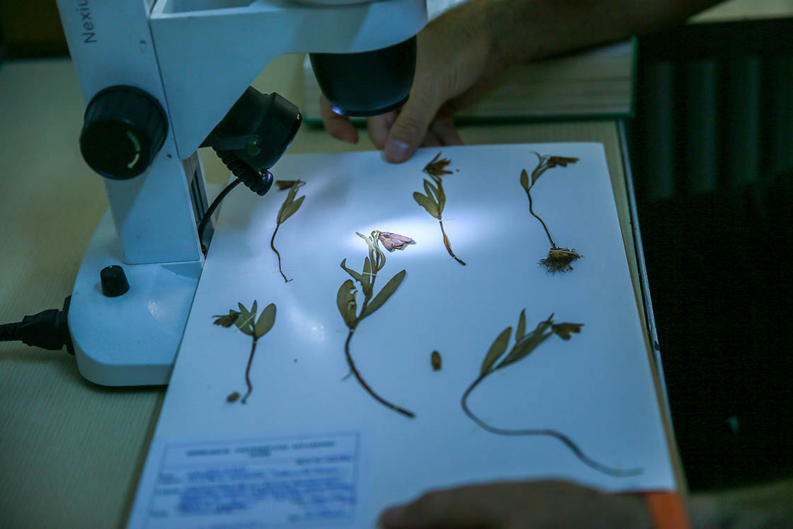 Amanos Dağları'nda ters lale türü keşfedildi