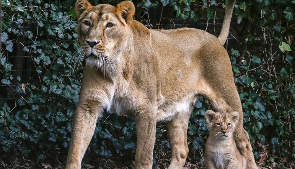 Hindistan'da koronavirüsten ölen ilk hayvan Asya aslanı oldu