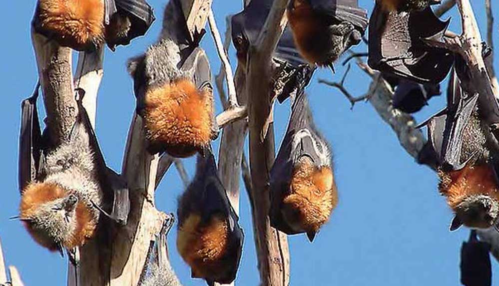 Hindistan'da-yeni-virüs-alarmı--Yarasa-nüfusunda-çok-bulaşıcı-ve-öldürücü-Nipah-kol-geziyor