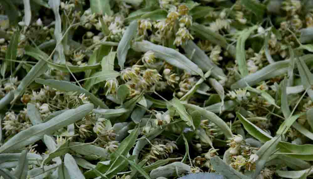 Ihlamur ormanlarında hasat başladı