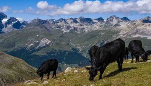 İsviçre'de iklim değişikliğiyle mücadele önlemlerinin oylandığı referandumdan ‘hayır’ oyu çıktı