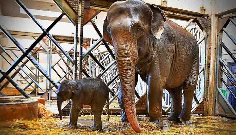 İzmir Doğal Yaşam Parkı'nda yavru fil sevinci