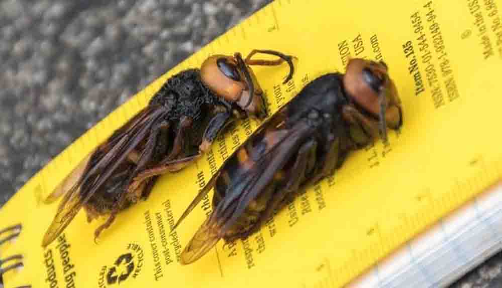 'Katil eşek arısı' ABD'de görüldü