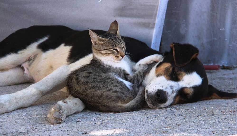 Kedi ile köpeğin yürekleri ısıtan dostluğu