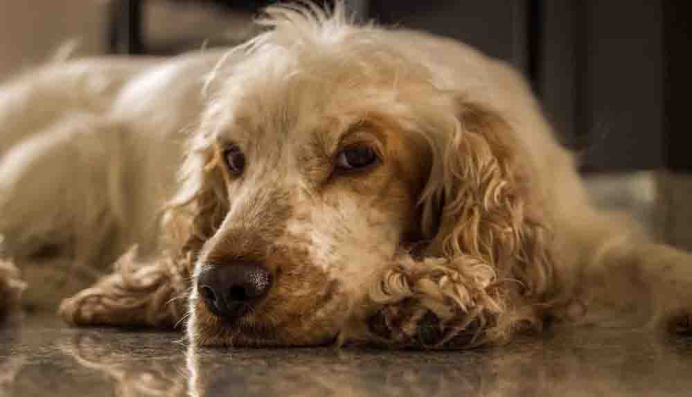 Köpekler insan yılıyla gerçekten kaç yaşında