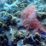 Marmara Denizi dibindeki yoğun müsilajın son durumu görüntüledi 13 Marmara Denizi dibindeki yoğun müsilajın son durumu görüntüledi