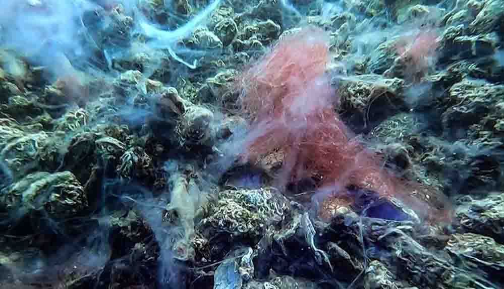 Marmara Denizi dibindeki yoğun müsilajın son durumu görüntüledi