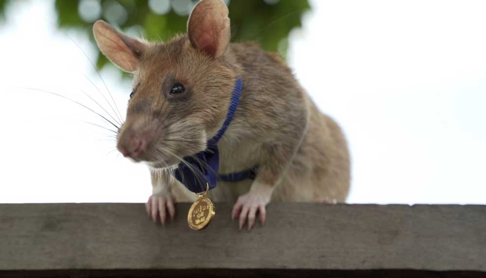 Mayın bulan madalyalı kahraman sıçan Magawa emekli oluyor
