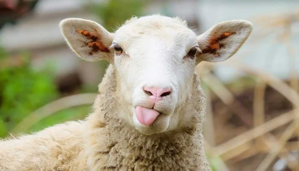 Meclis’te "Gözaltına alınan koyun" tartışması