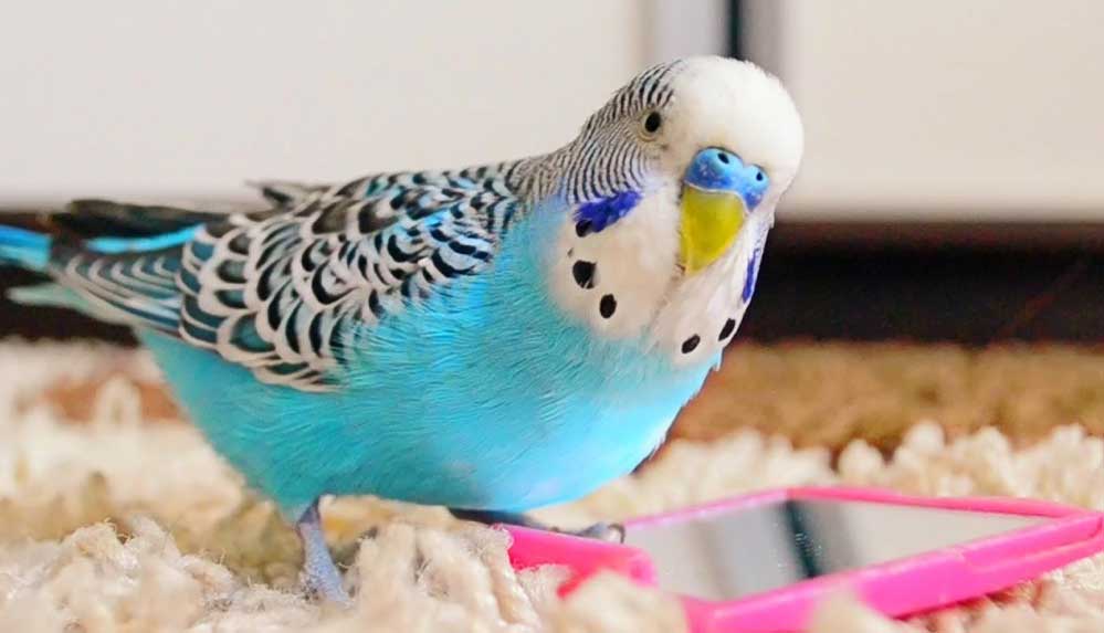 Muhabbet-Kuşu-isimleri...-En-güzel-Muhabbet-kuşu-isim-önerileri