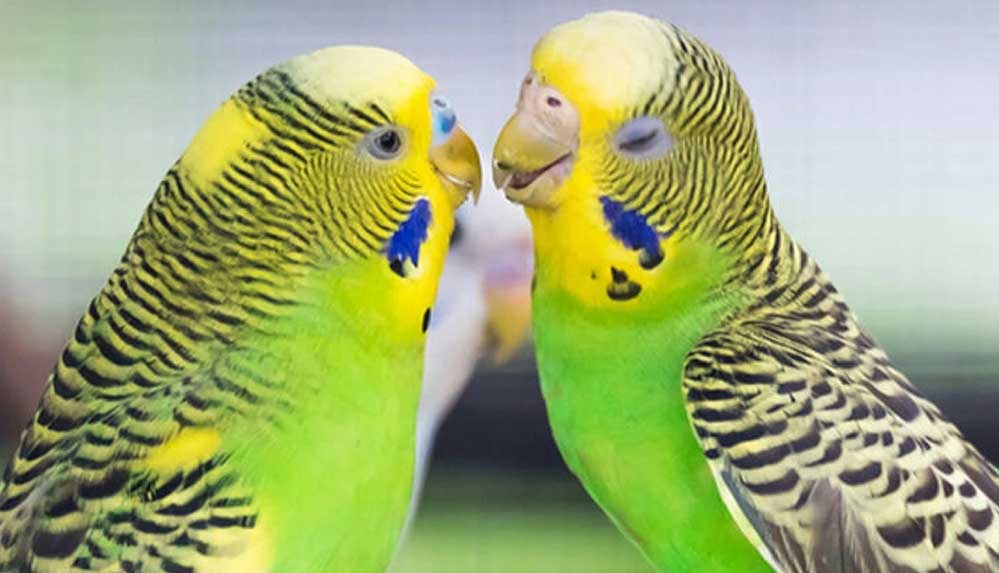 Muhabbet Kuşu isimleri... En güzel Muhabbet kuşu isim önerileri