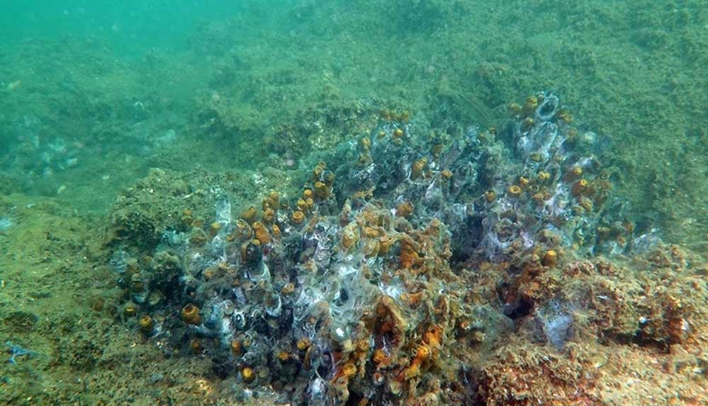 "Müsilaj nedeniyle mercanlar büyük zarar gördü. Ya öldüler ya da ölmek üzereler"