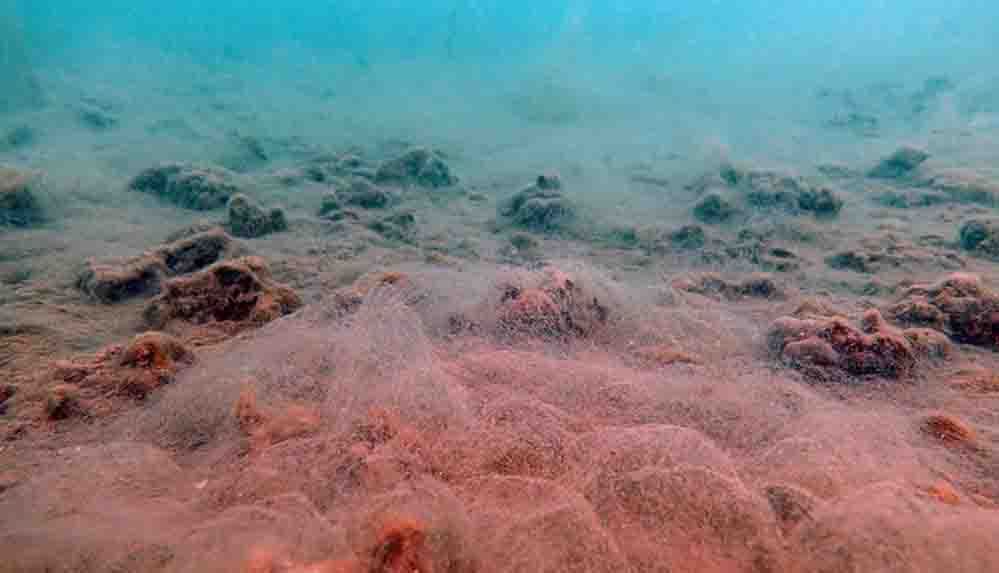Prof. Dr. Sarı: Deniz salyası örtüsü organizmaları öldürmeye başlamış