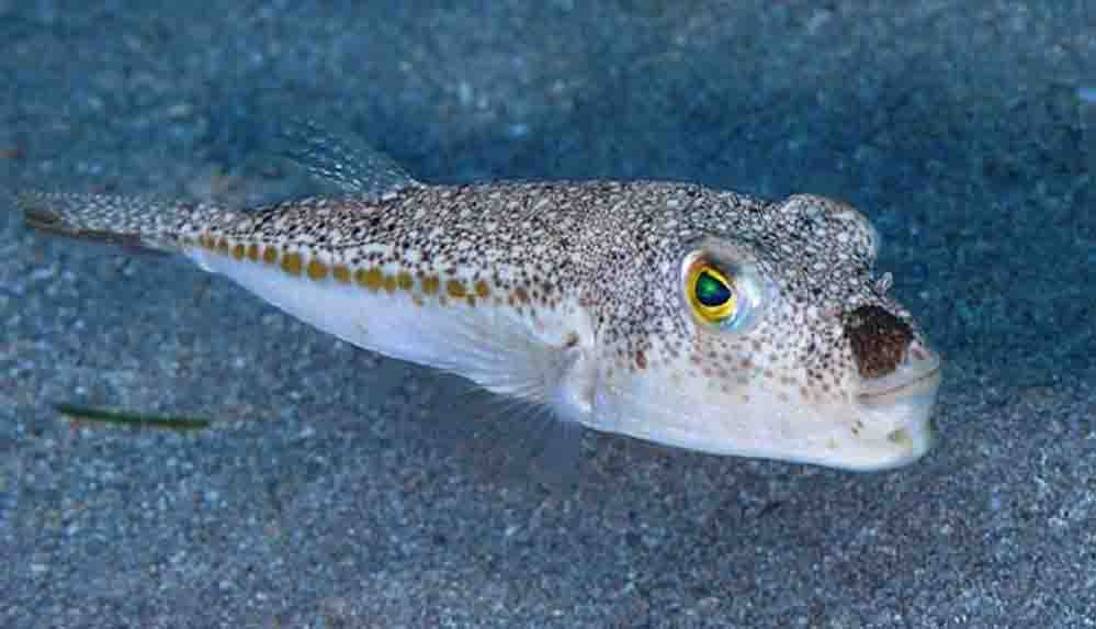 Resmi Gazete'de yayımlandı Balon balığının tanesine 5 lira ödeme yapılacak